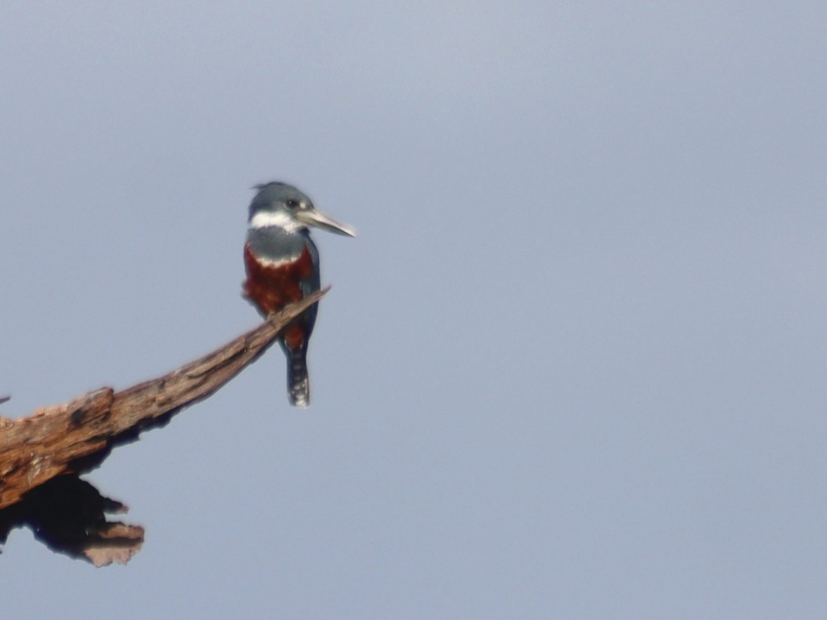 rybařík obojkový - ML644366058