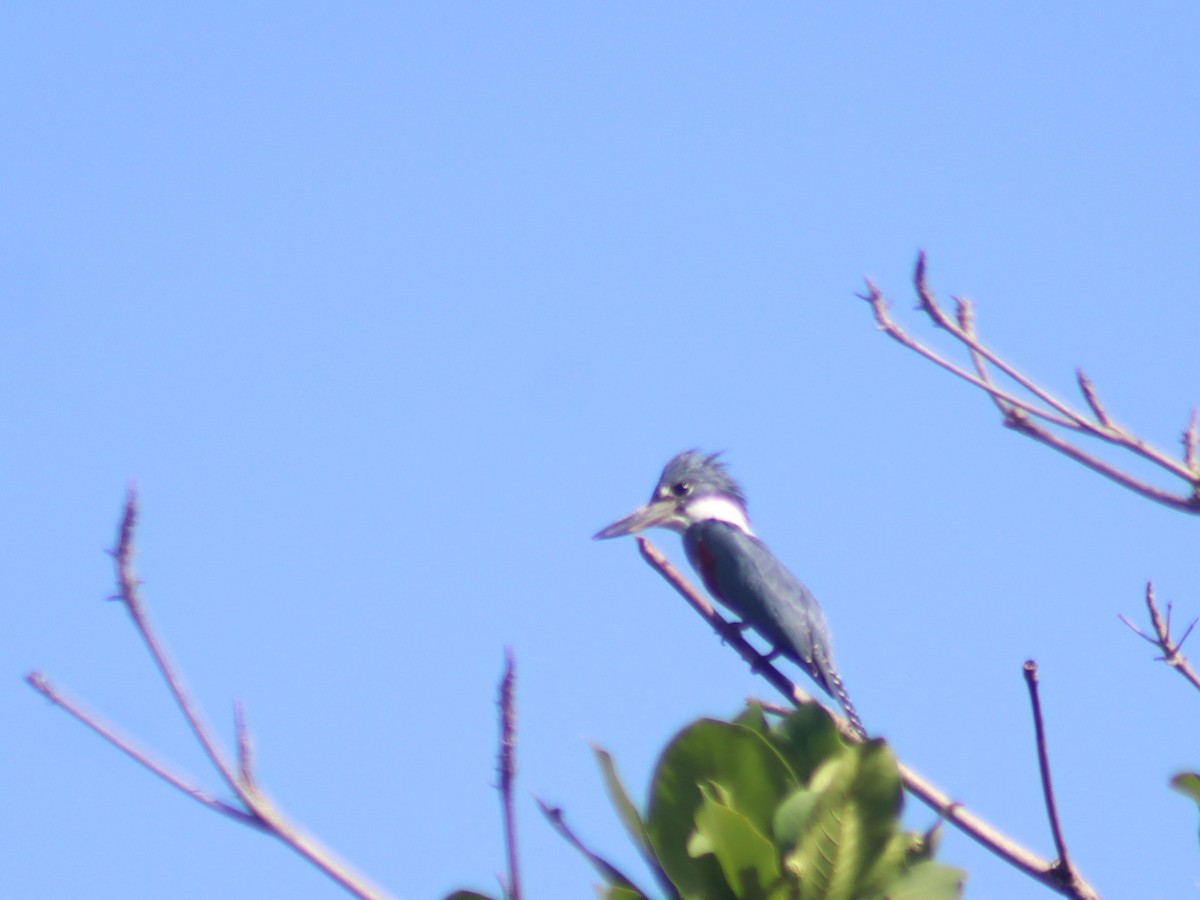 rybařík obojkový - ML644366059