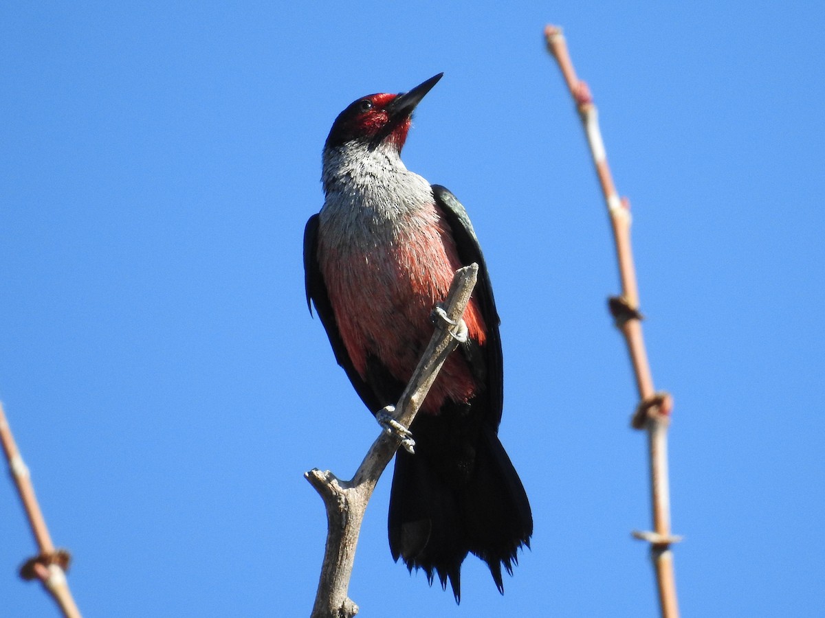 Lewis's Woodpecker - ML644366063