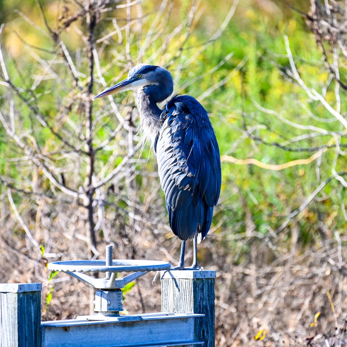 volavka velká [skupina herodias] - ML644366069