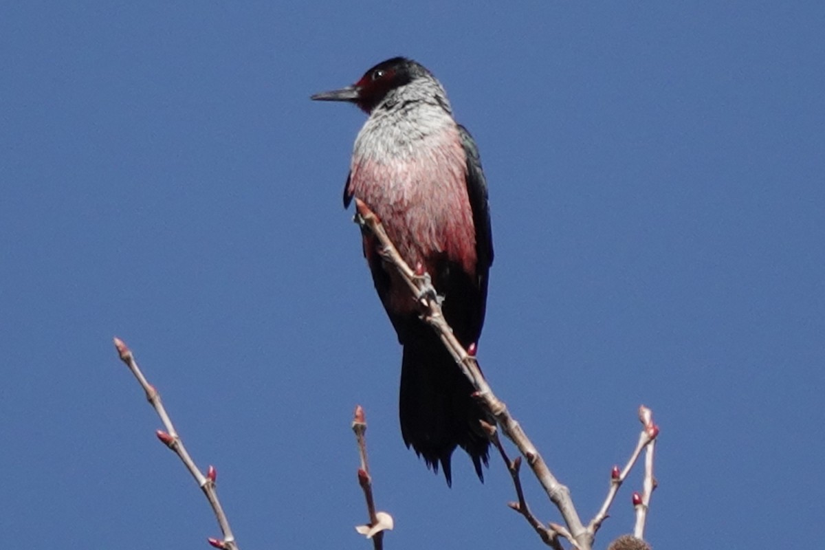 Lewis's Woodpecker - ML644366081