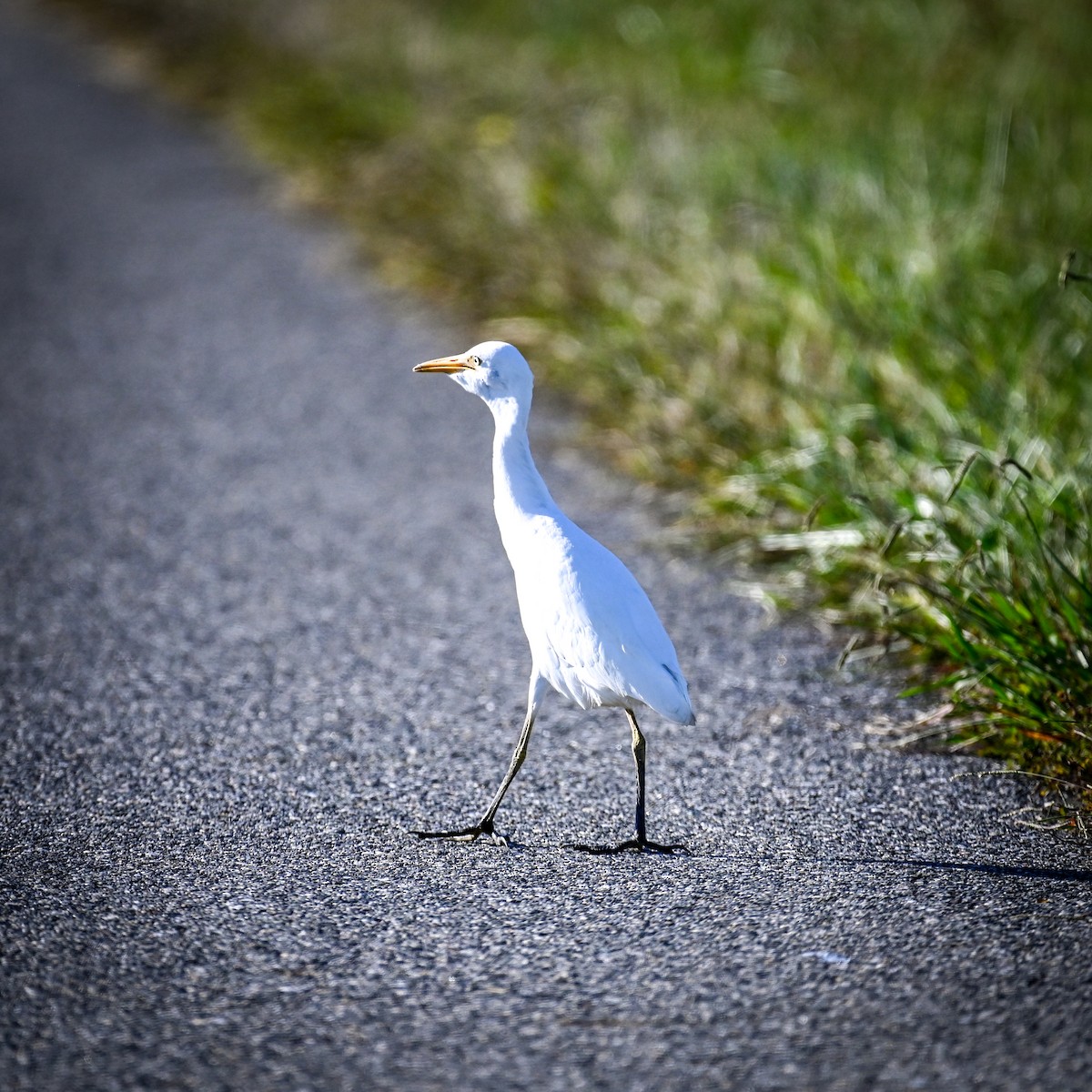 volavka rusohlavá - ML644366083