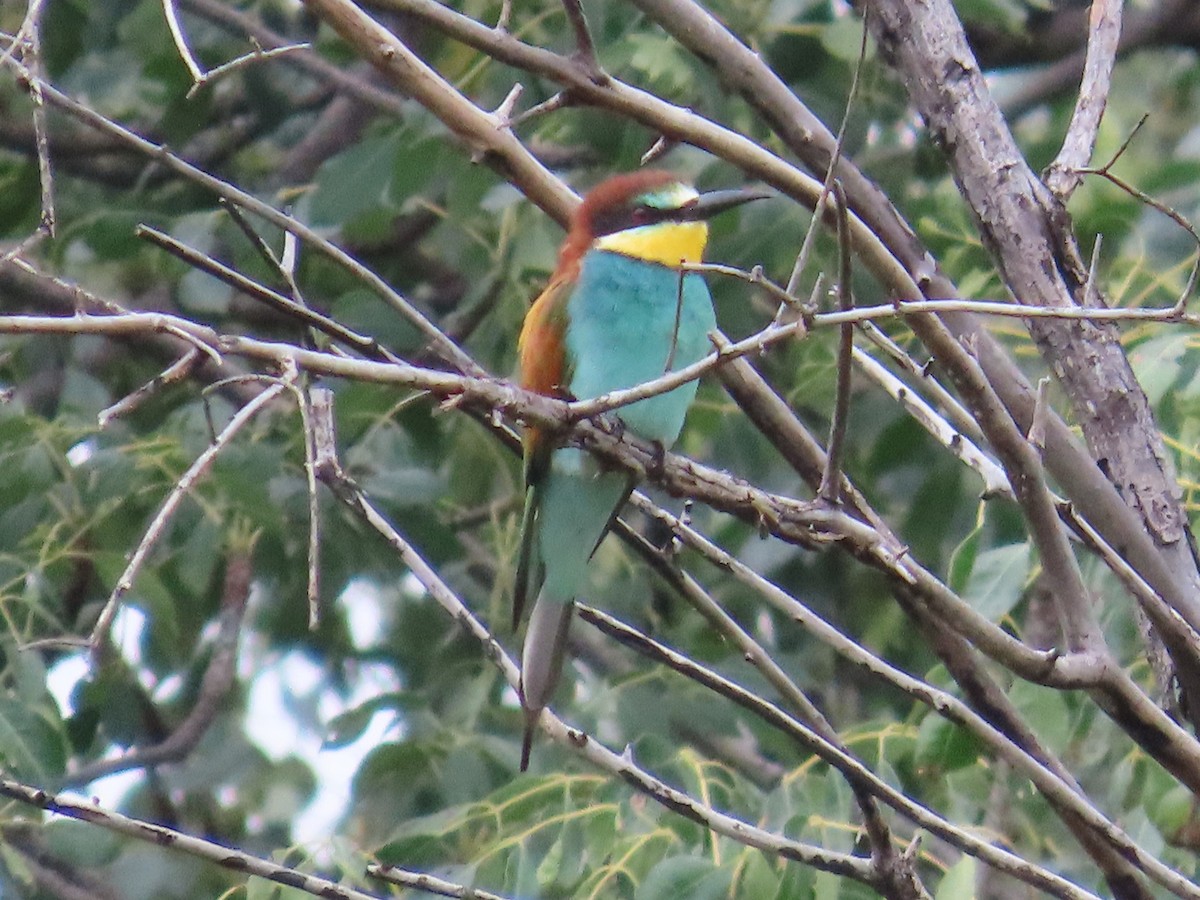 Золотистая щурка - ML644366084