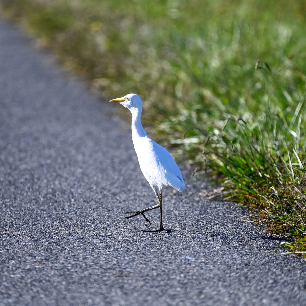 volavka rusohlavá - ML644366087