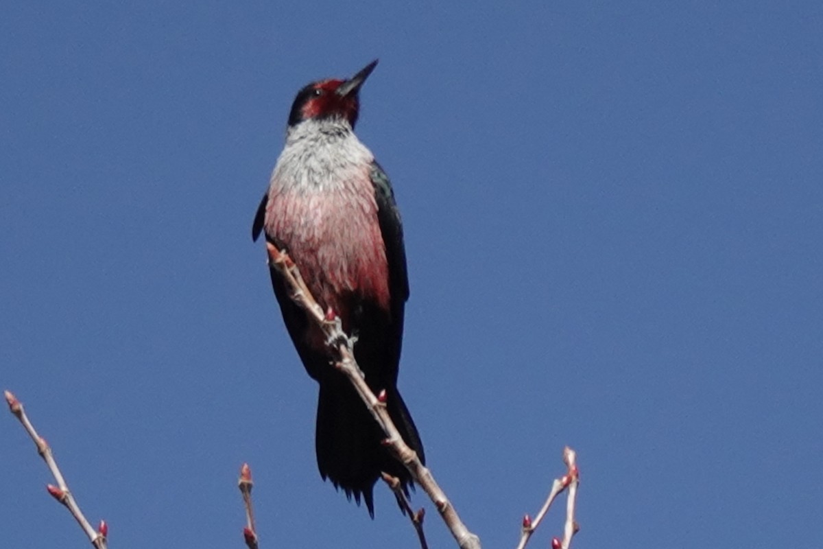 Lewis's Woodpecker - ML644366088