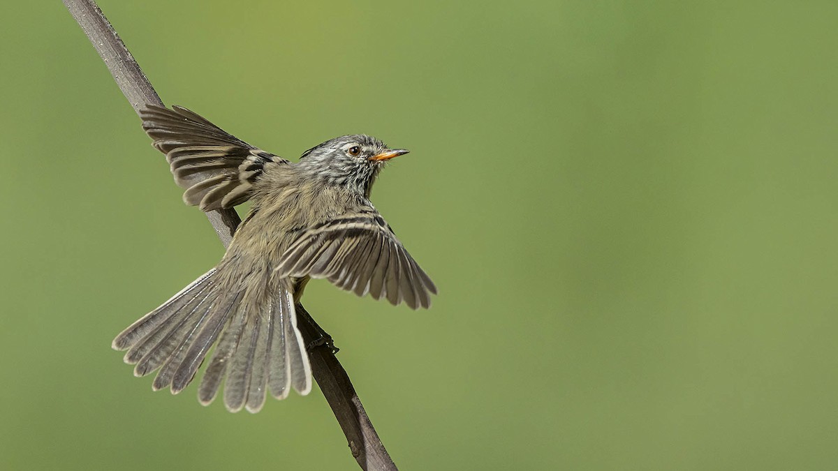 Yellow-billed Tit-Tyrant - ML644366089