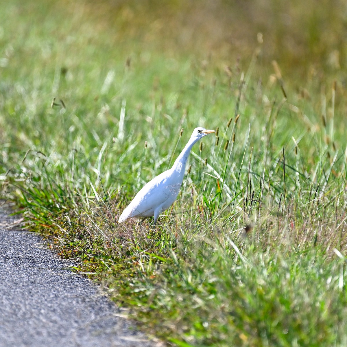 volavka rusohlavá - ML644366091