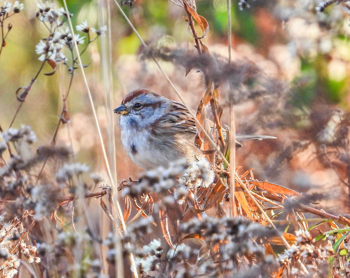 Пасовник північний - ML644366101