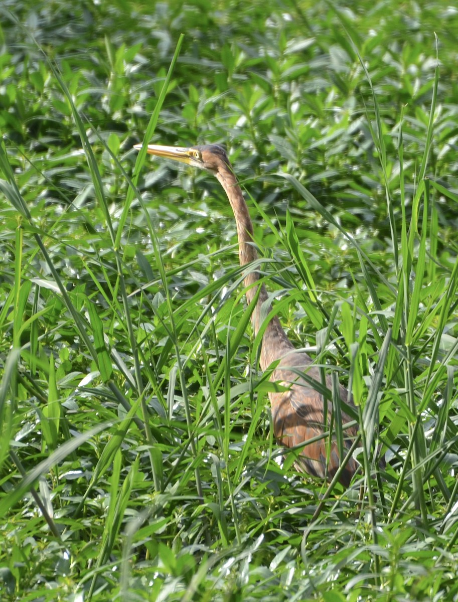 Purple Heron - ML644366134