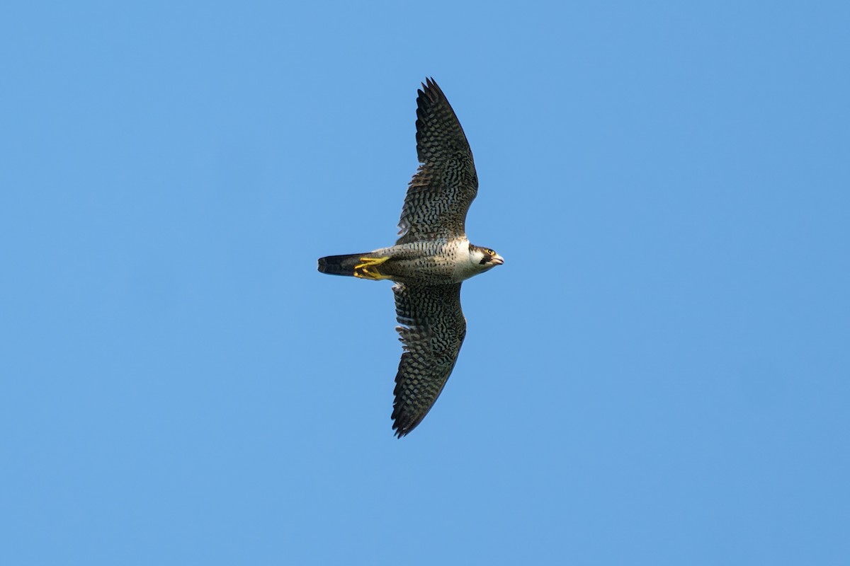 Peregrine Falcon - ML644366136