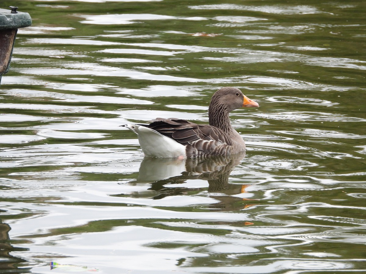 Серый гусь - ML644366137