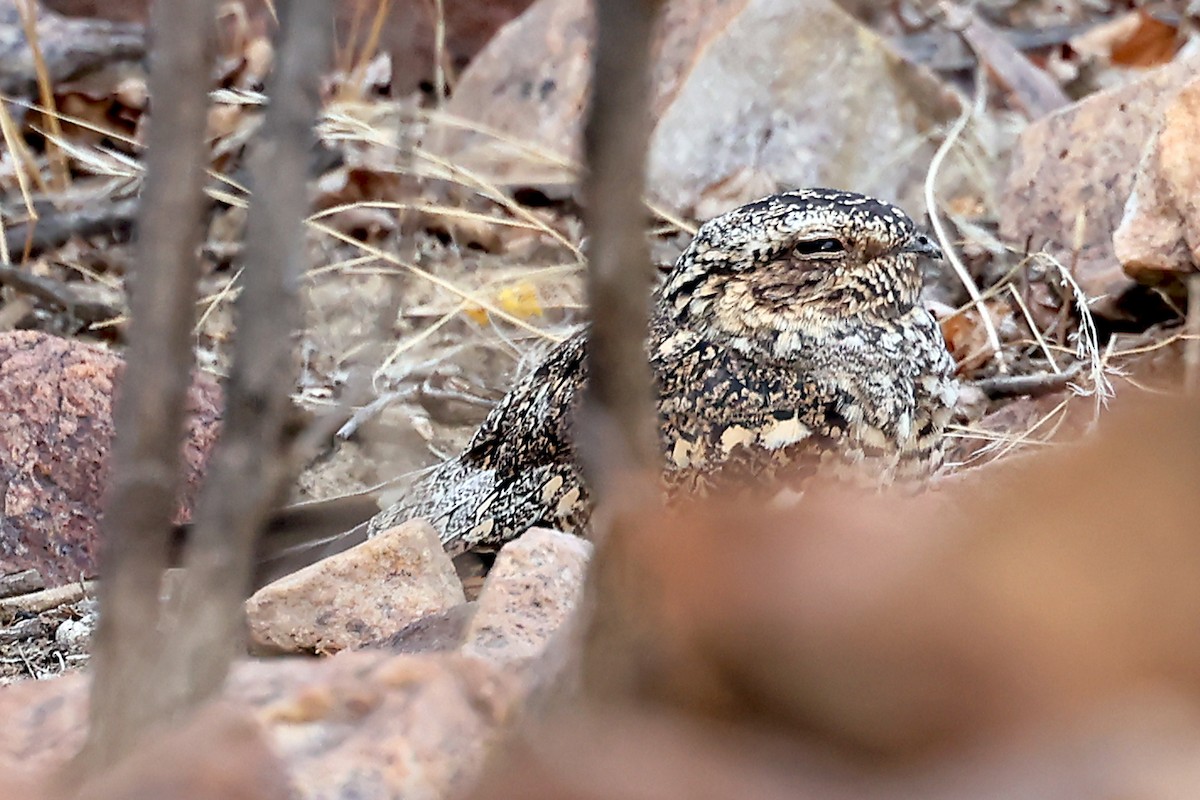 Tschudi's Nightjar - ML644366139