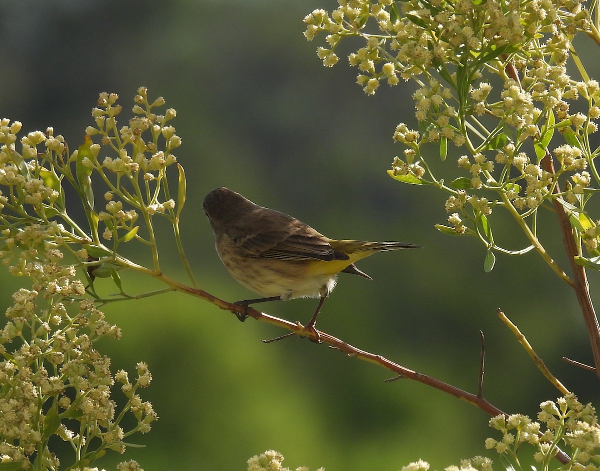 lesňáček bažinný - ML644366140