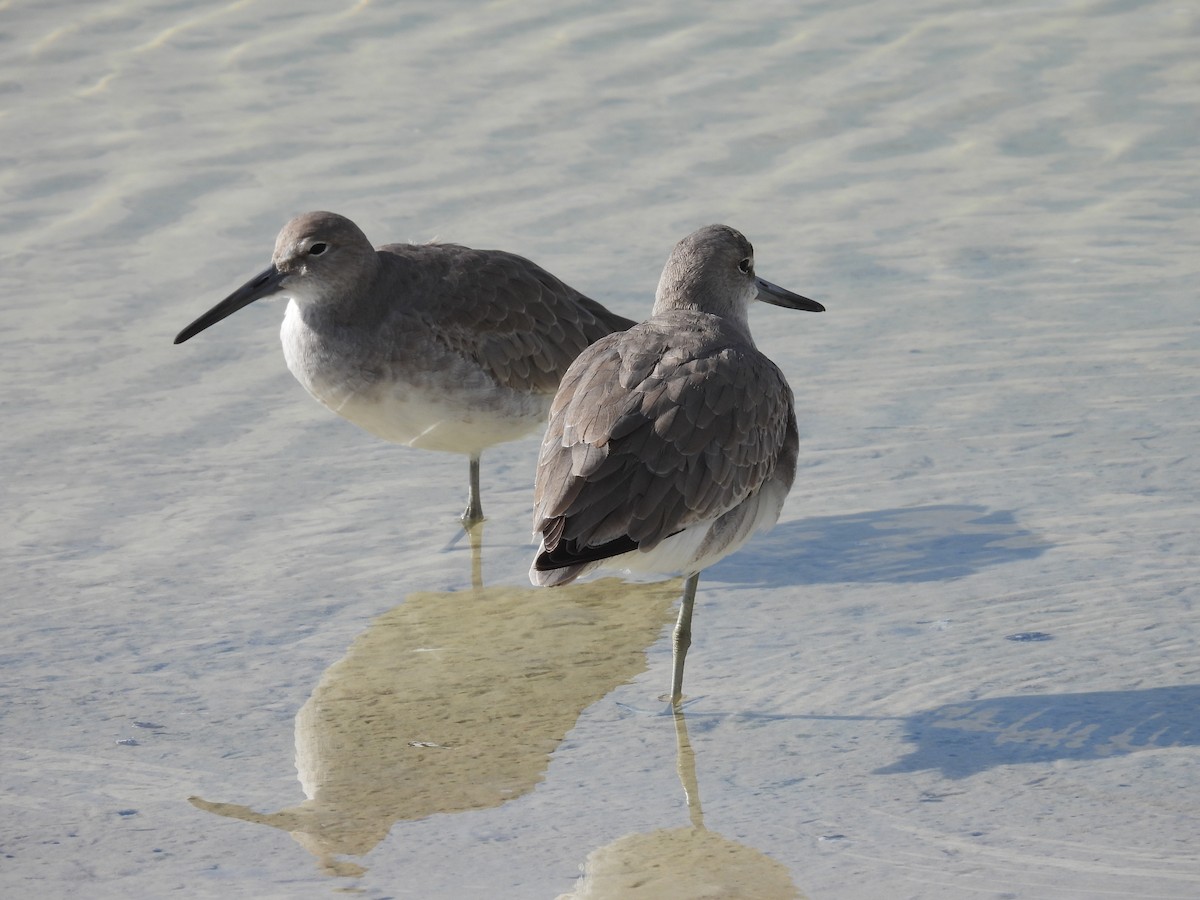 Kuliska erdipalmatua - ML644366152