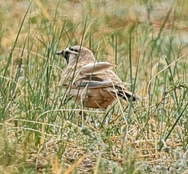 ハマヒバリ - ML644366154