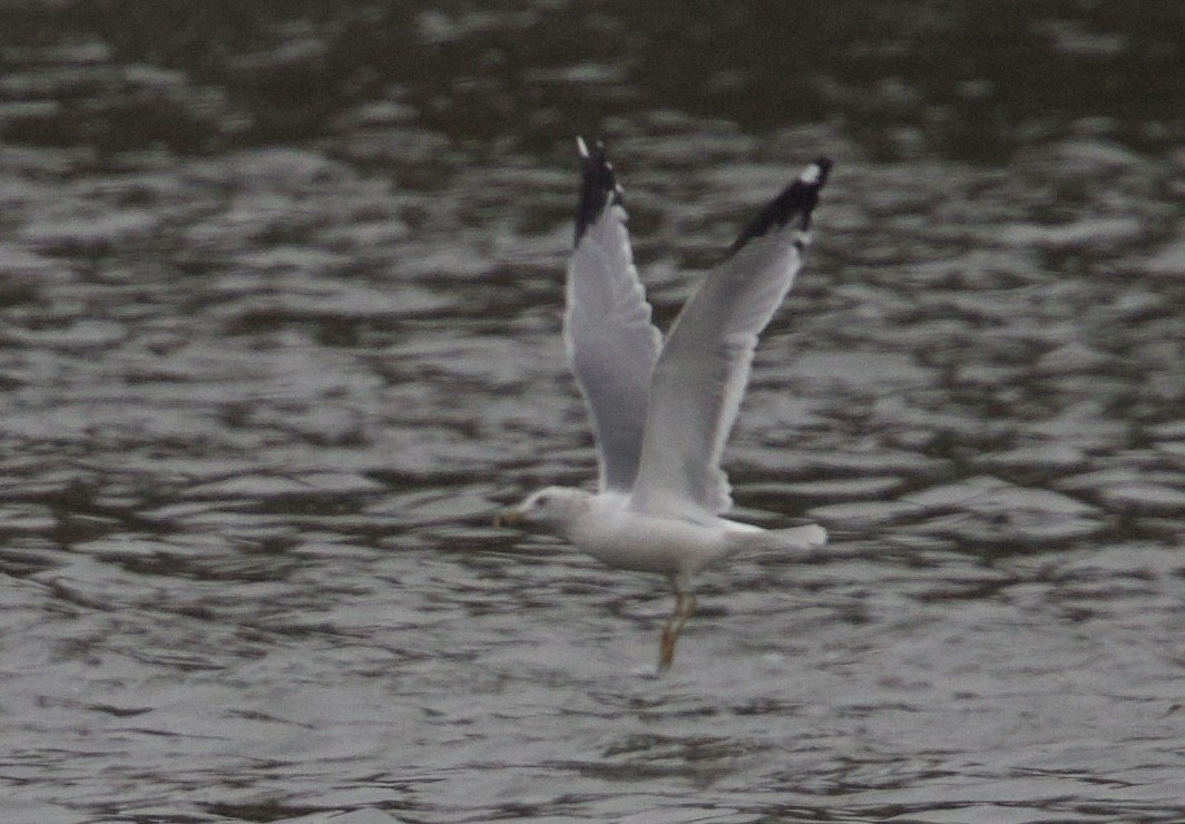 racek kroužkozobý - ML644366172