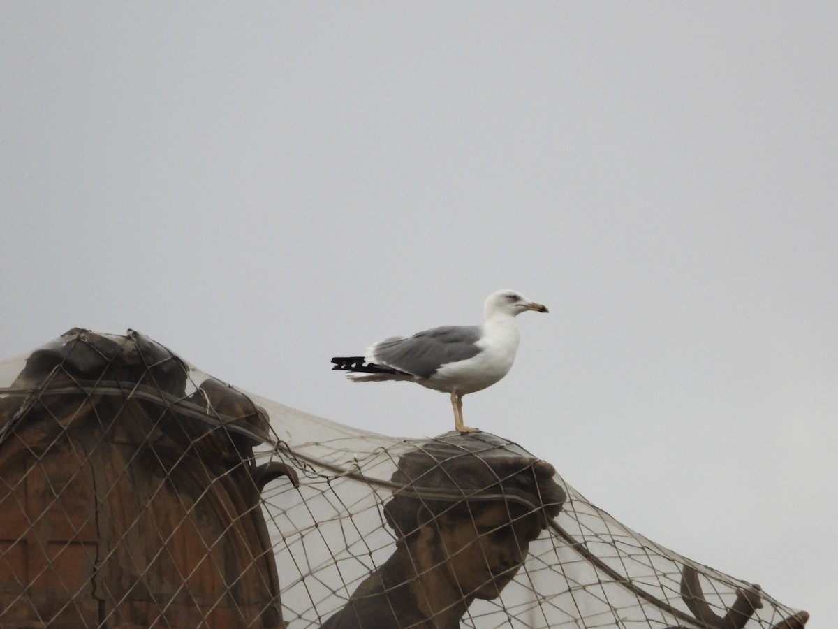 Yellow-legged Gull - ML644366173