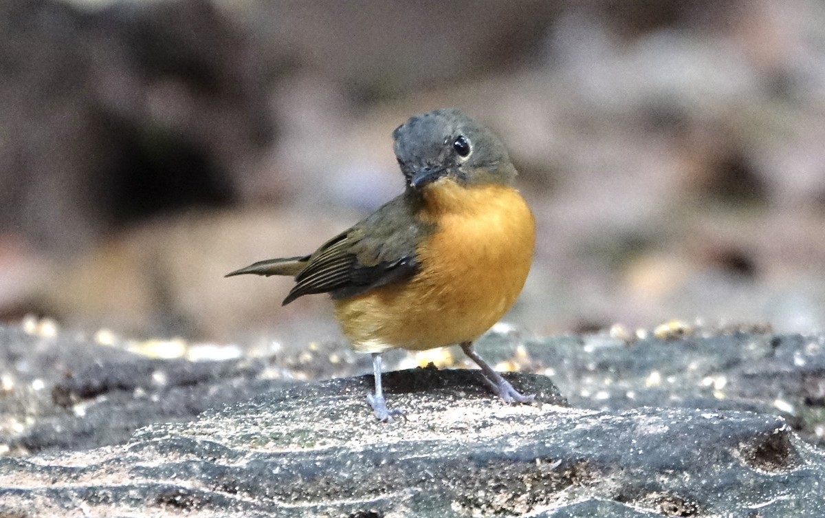 Dayak Blue Flycatcher - ML644366178