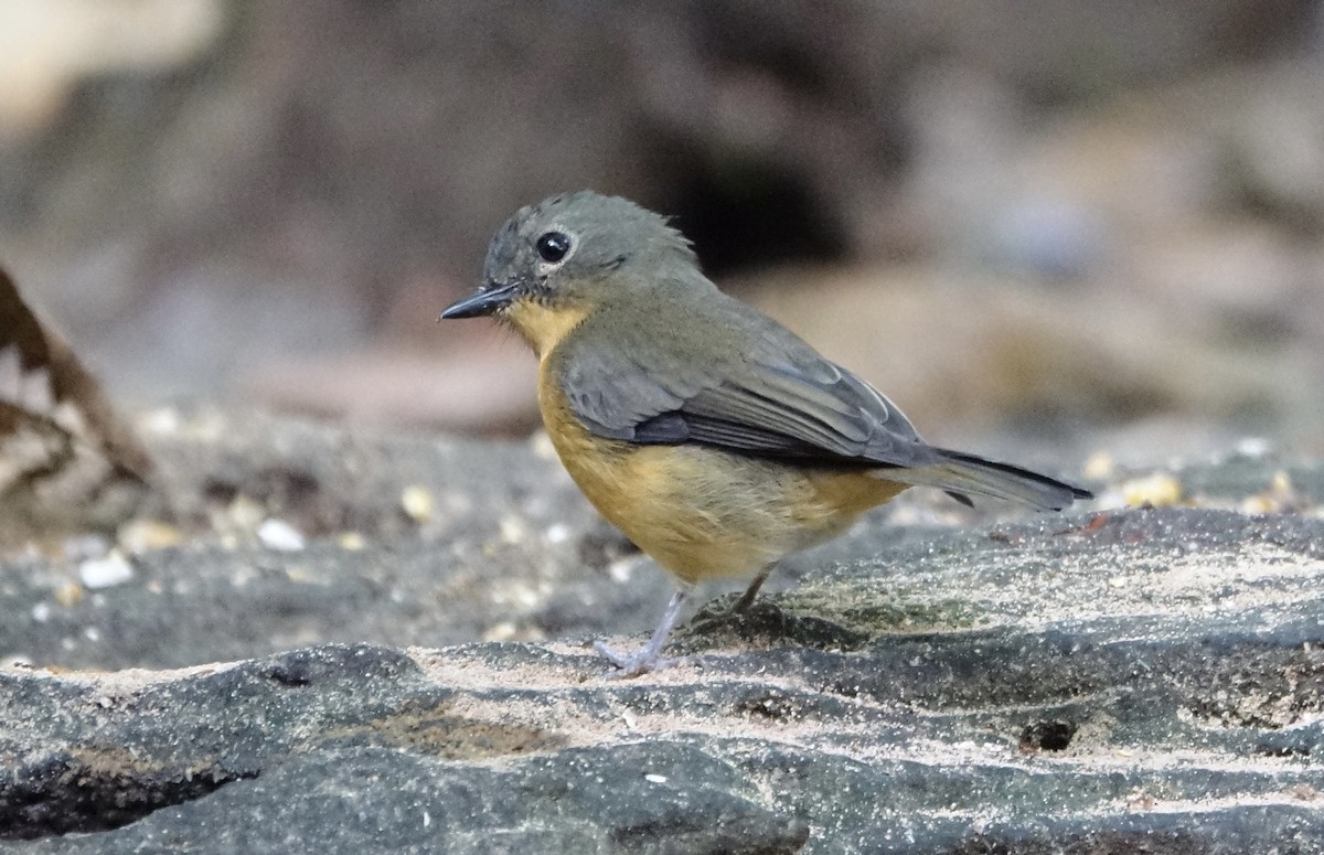 Dayak Blue Flycatcher - ML644366179