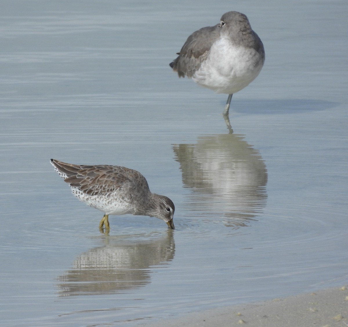 slukovec krátkozobý - ML644366180