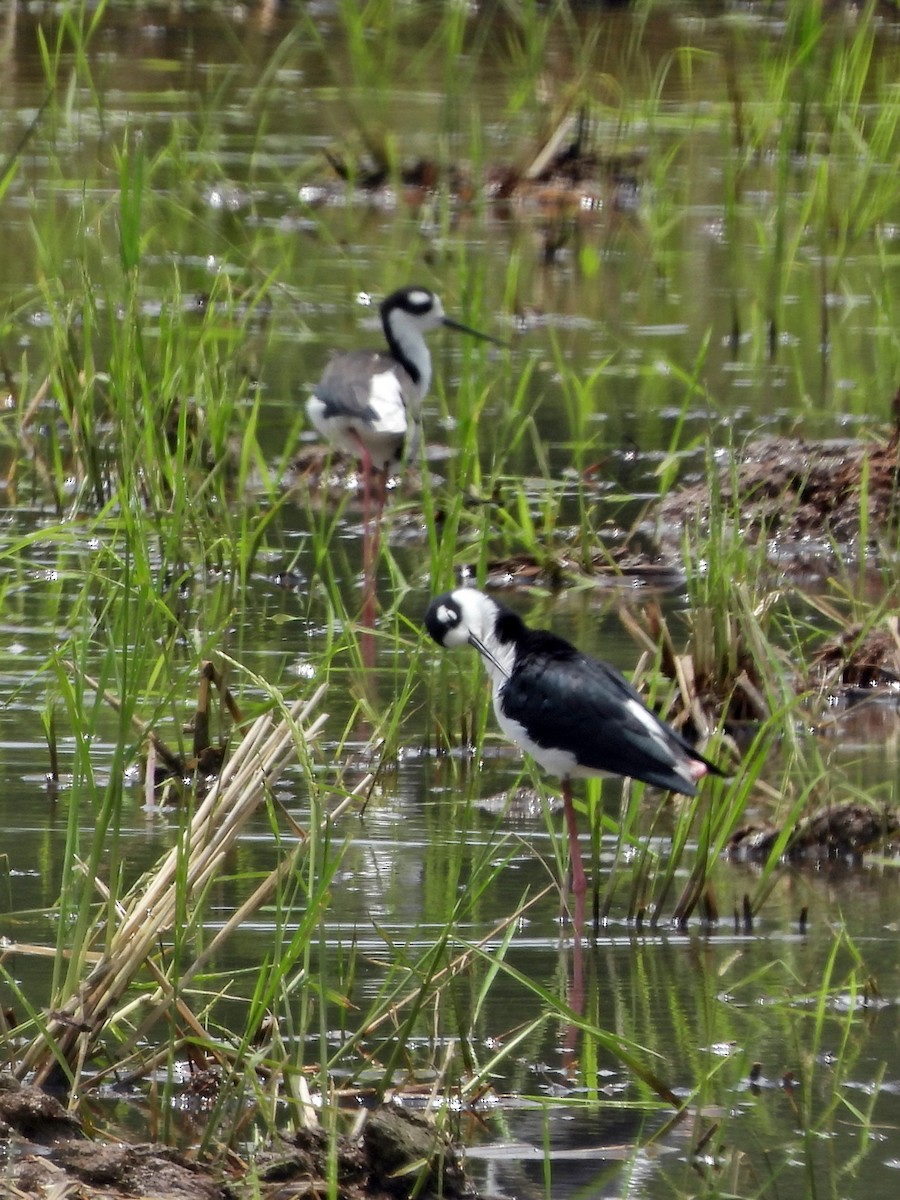 Black-necked Stilt - ML644366183