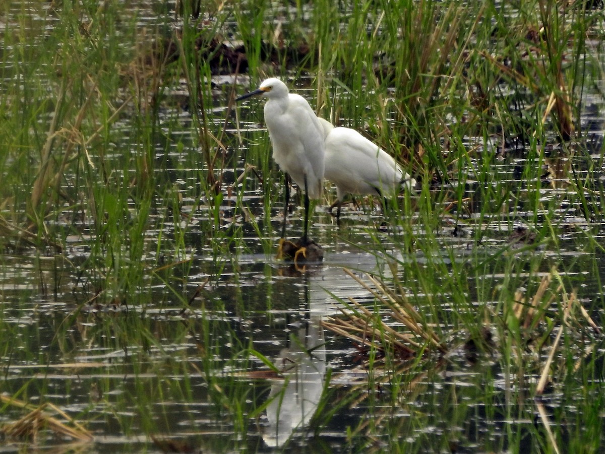 Snowy Egret - ML644366195