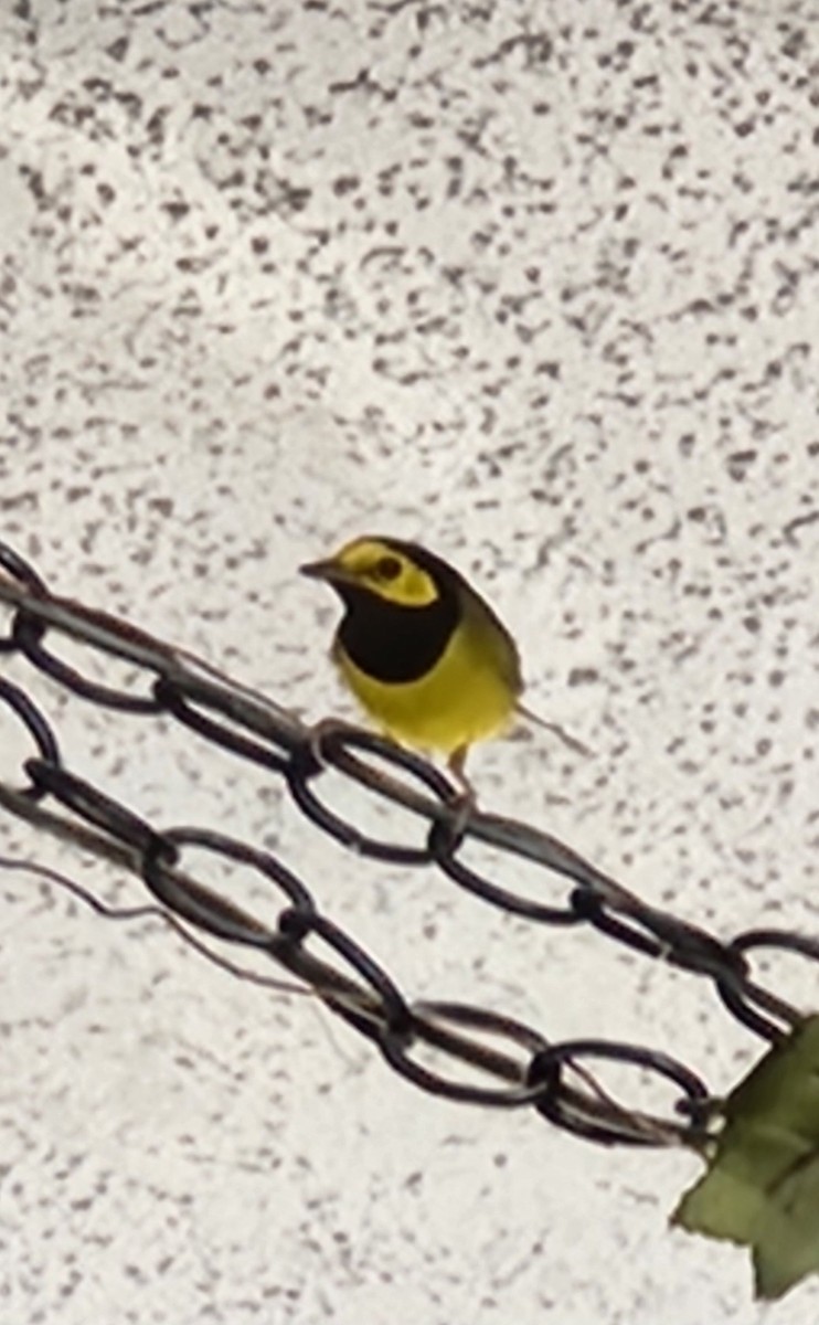 Болотянка чорногорла - ML644366200