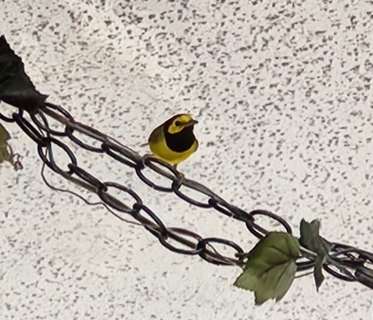 Болотянка чорногорла - ML644366201