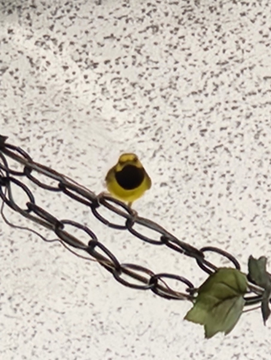 Болотянка чорногорла - ML644366202