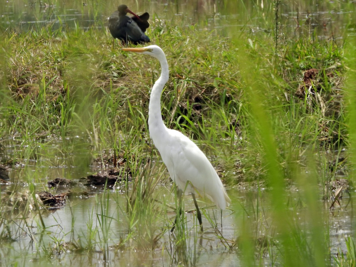 Great Egret - ML644366213