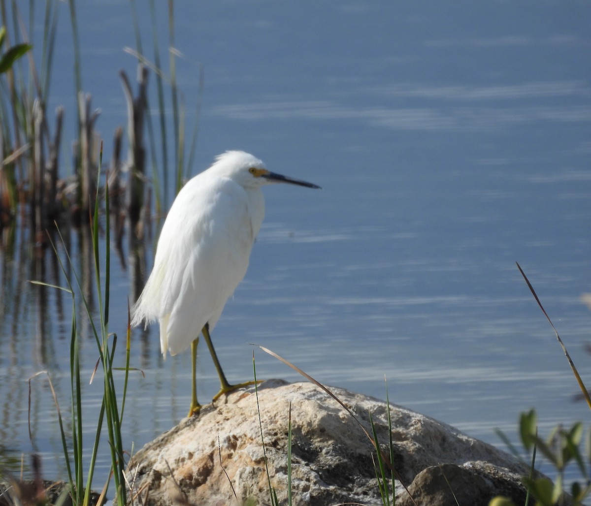 volavka bělostná - ML644366222