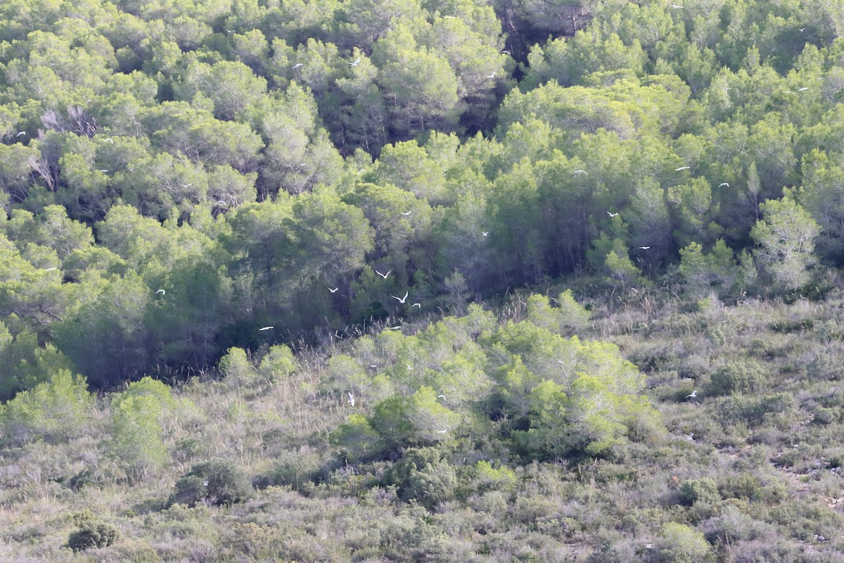 Mediterranean Gull - ML644366224