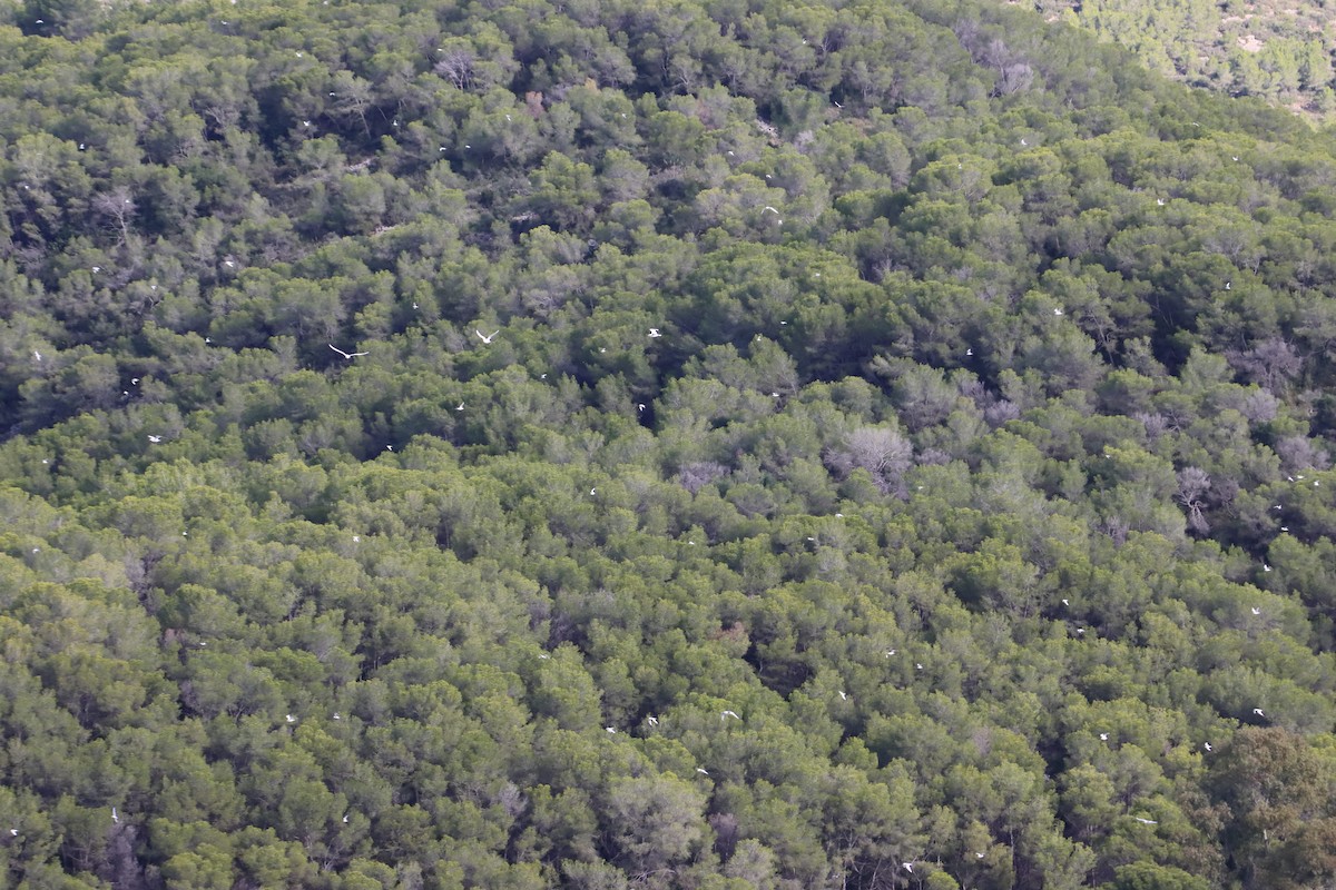 Mediterranean Gull - ML644366225
