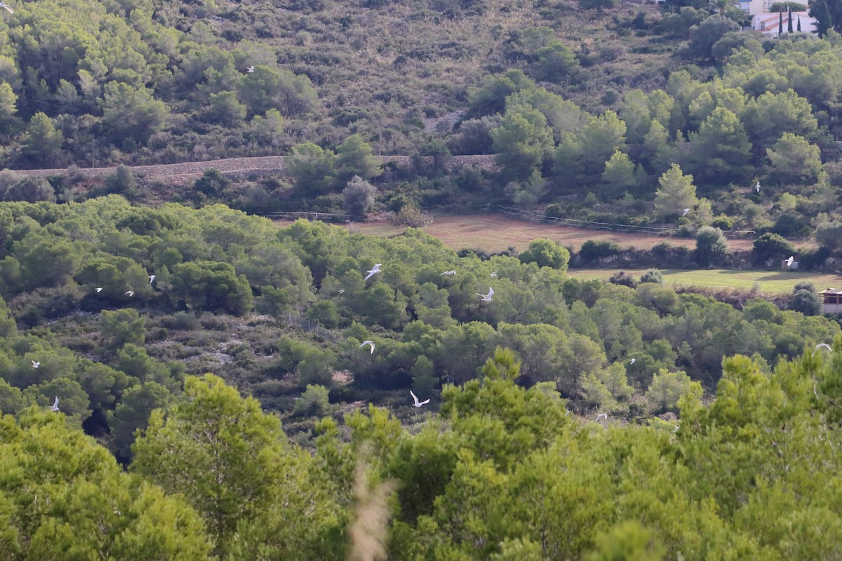 Mediterranean Gull - ML644366226
