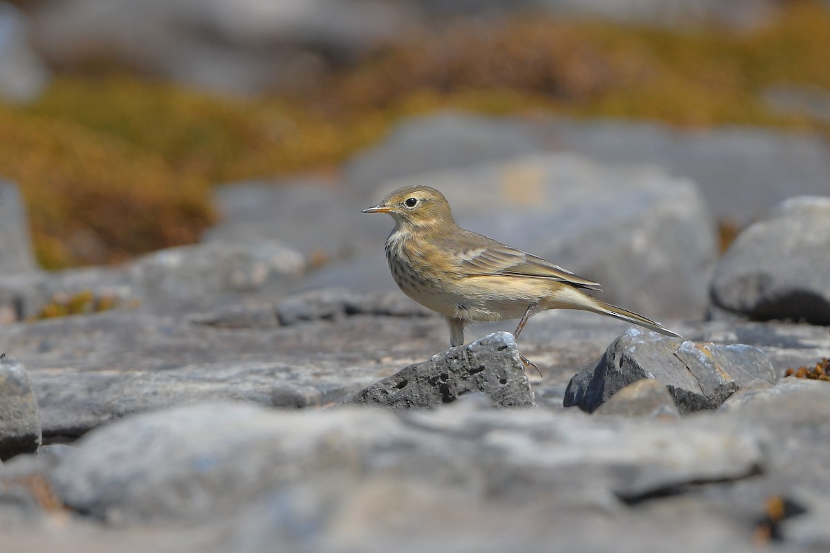 American Pipit - Linus Jerabek