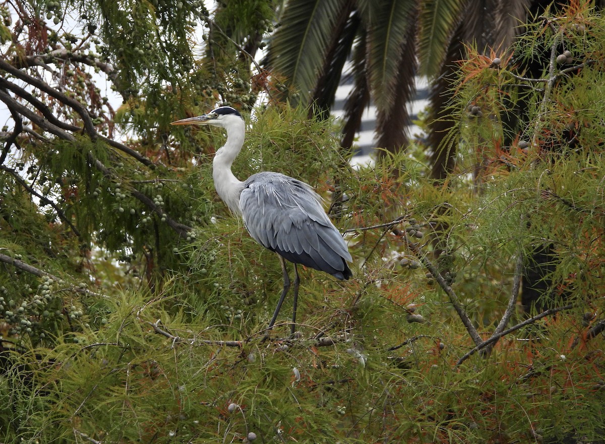 Gray Heron - ML644366246