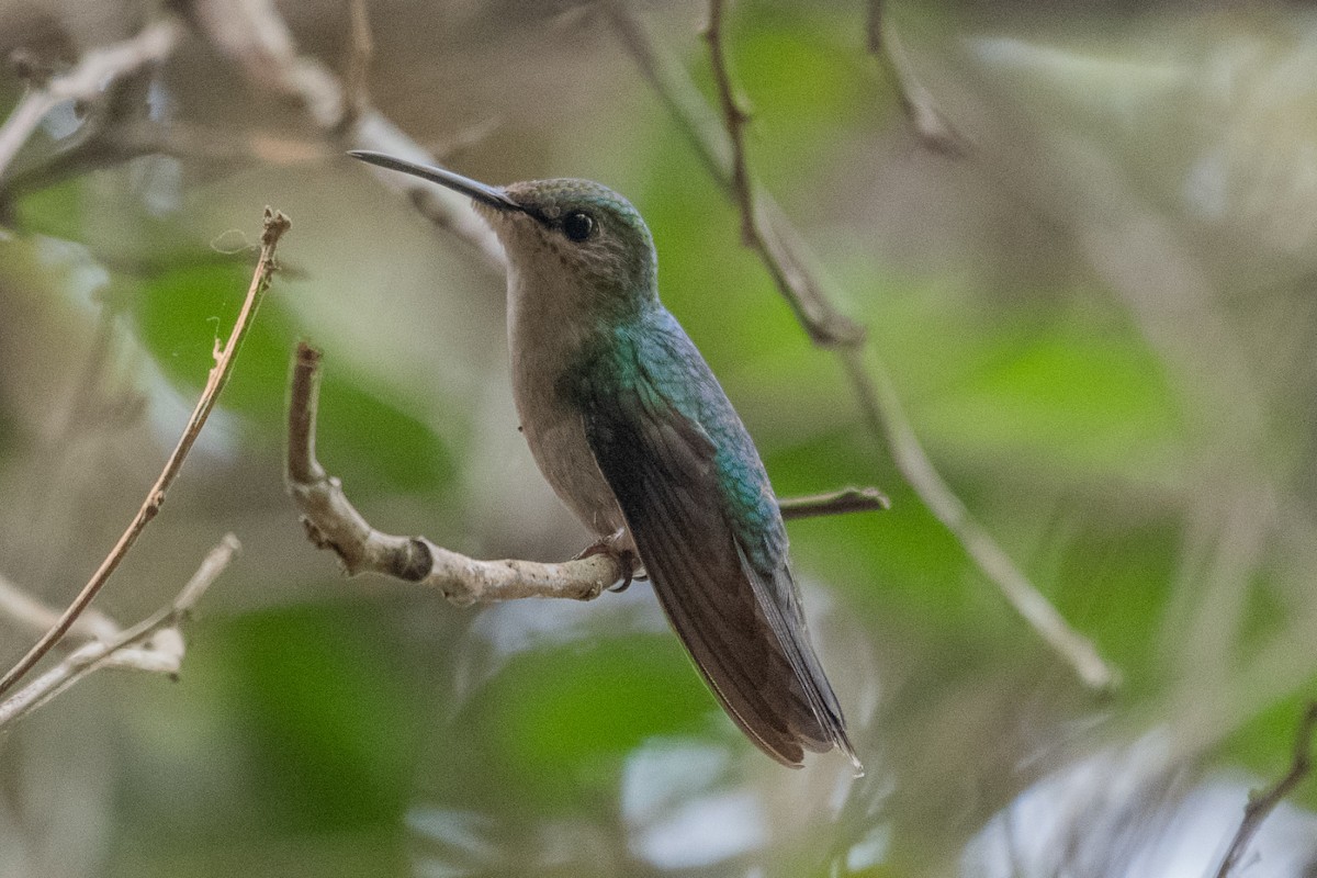 Fork-tailed Woodnymph - ML644366250
