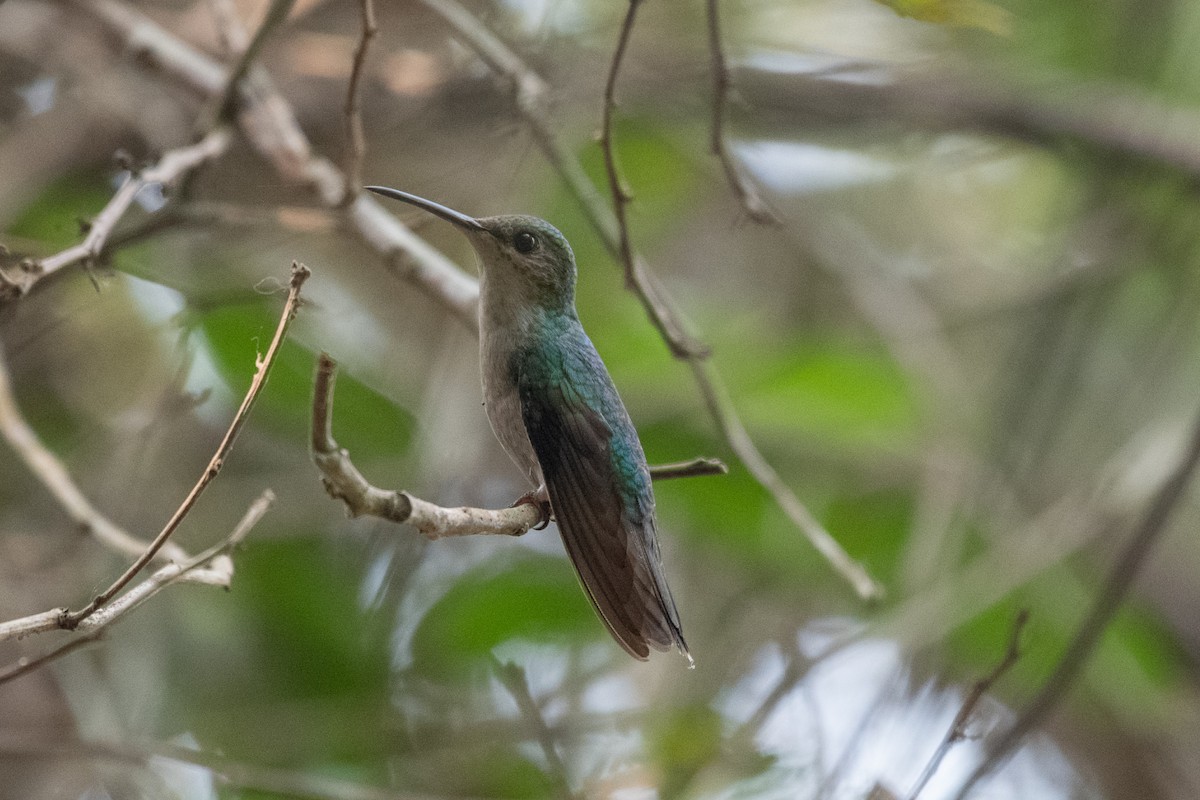 Fork-tailed Woodnymph - ML644366251