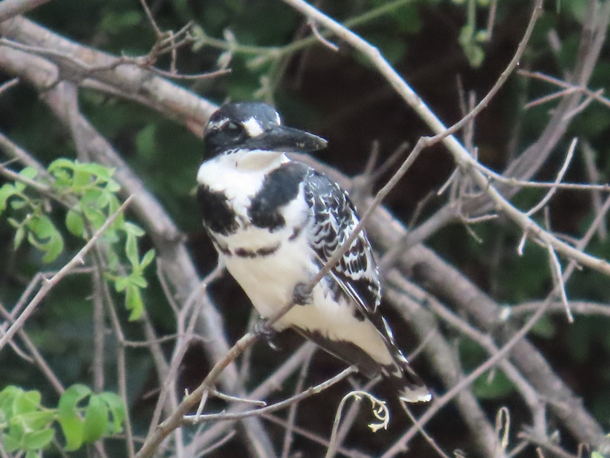 Рибалочка строкатий - ML644366252