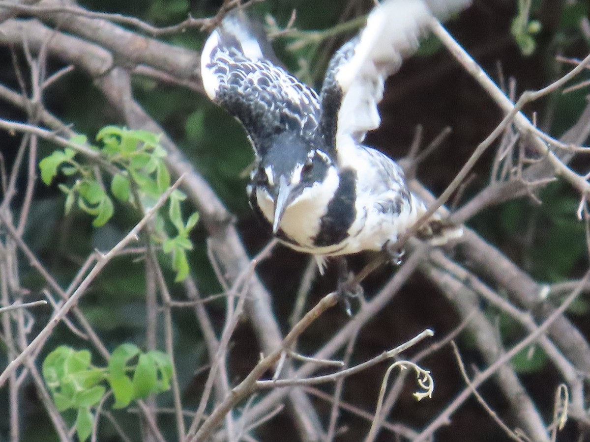 Рибалочка строкатий - ML644366253