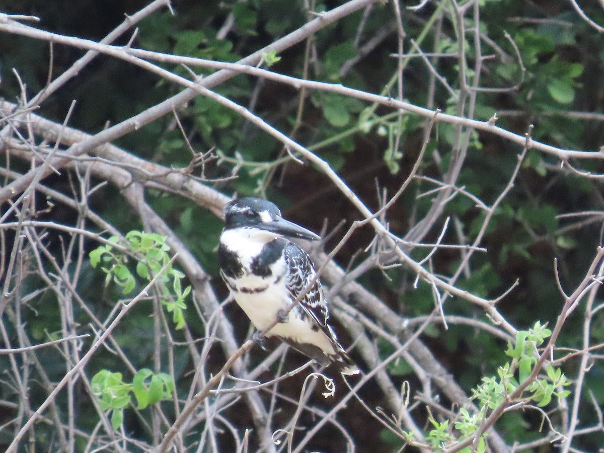 Рибалочка строкатий - ML644366254