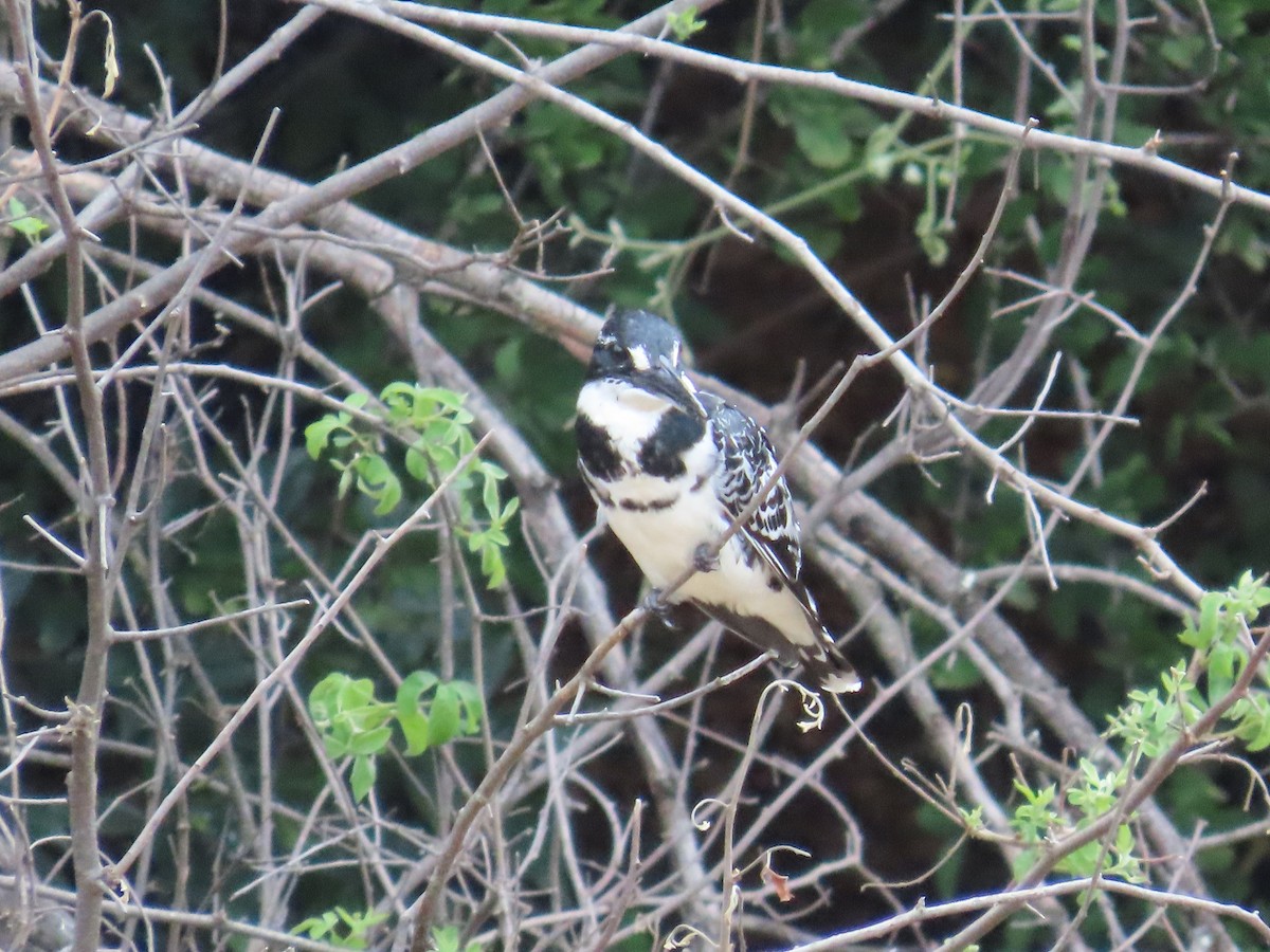 Рибалочка строкатий - ML644366255