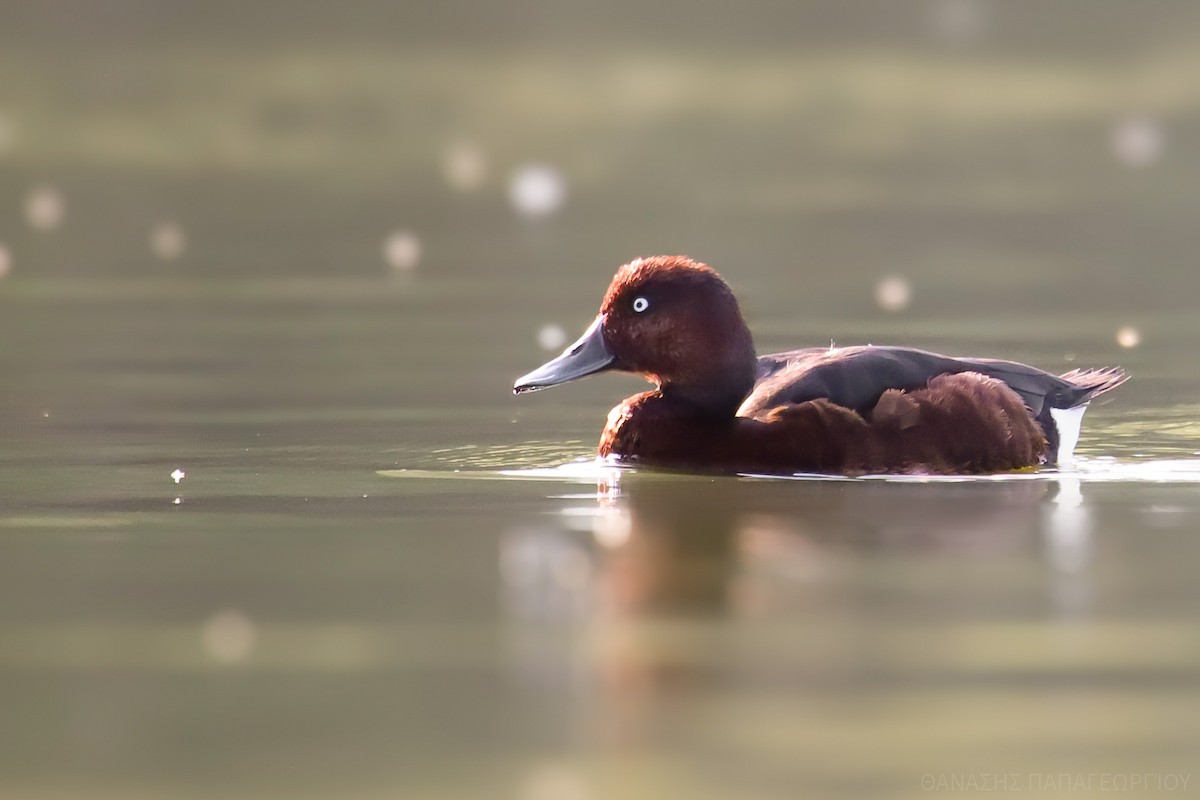 Ferruginous Duck - ML644366269
