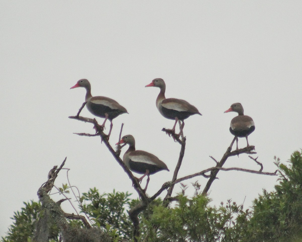 Black-bellied Whistling-Duck - ML644366274