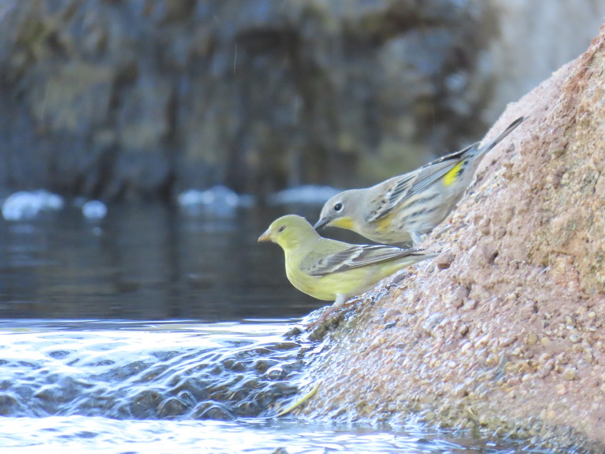 Taçlı Ötleğen - ML644366277