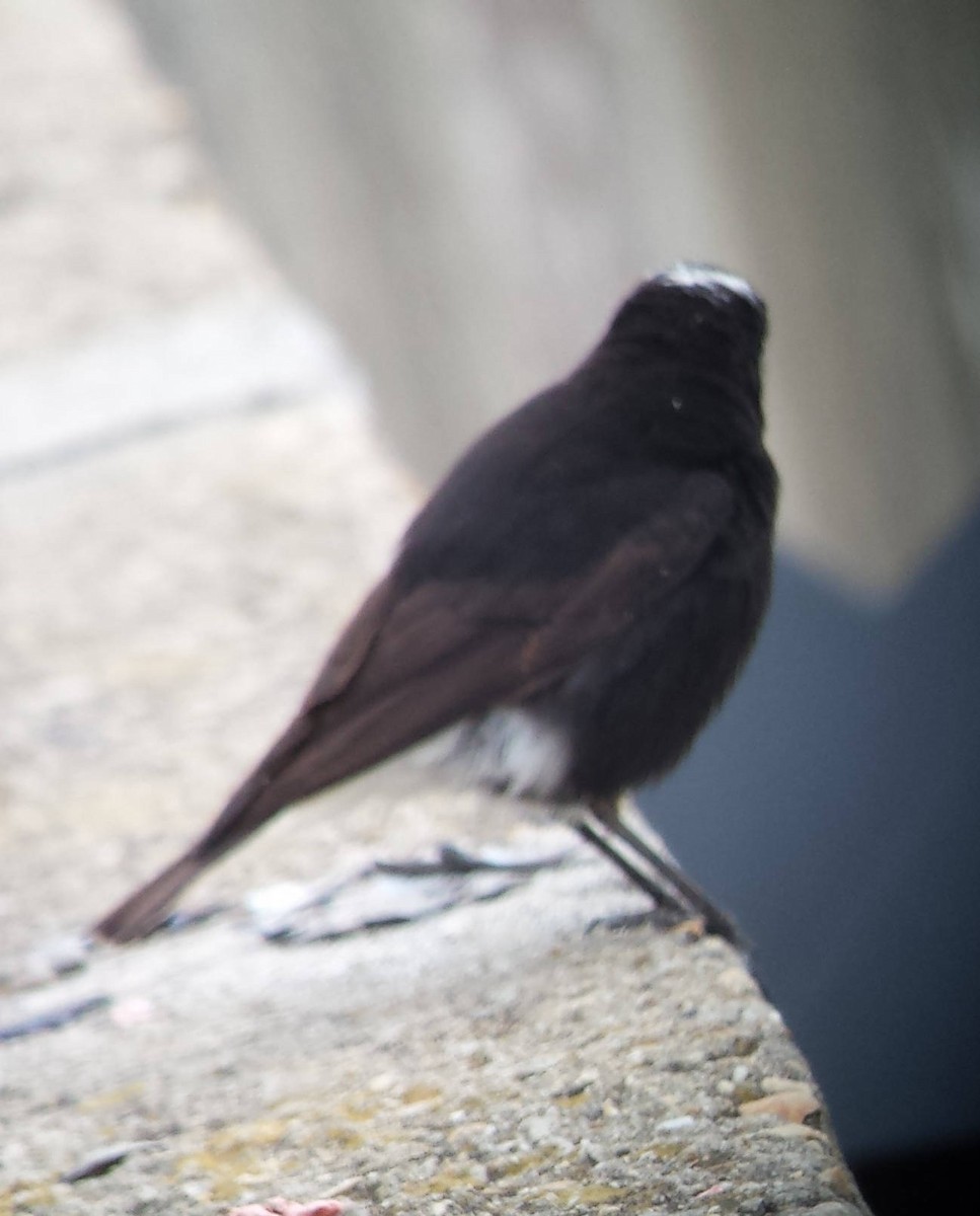 Saharasteinschmätzer - ML644366280