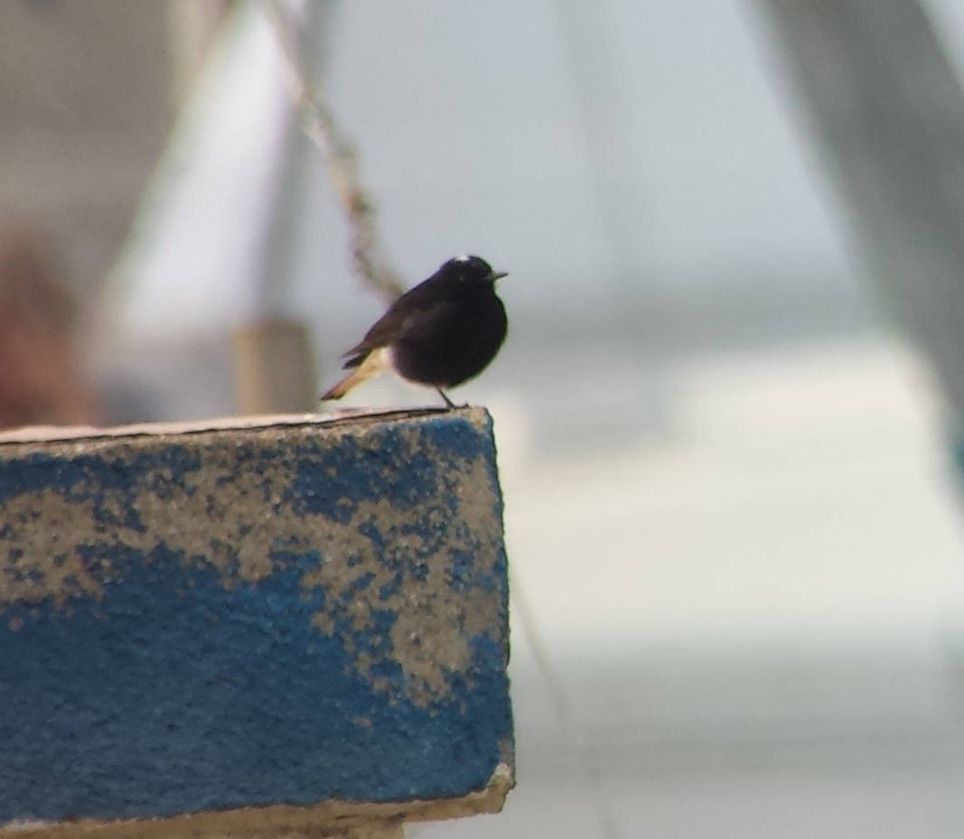 Saharasteinschmätzer - ML644366282