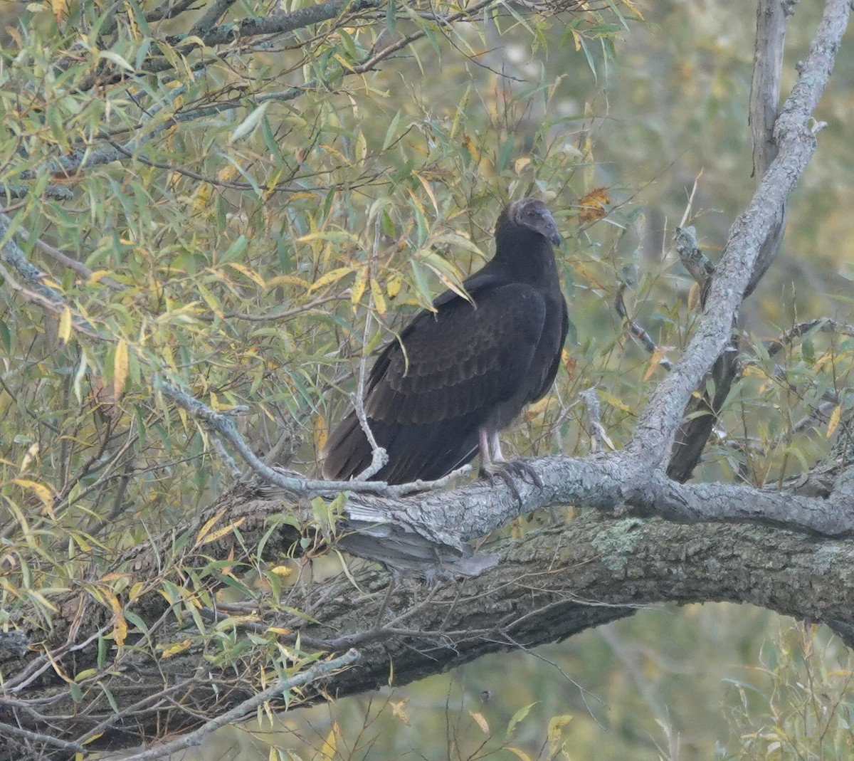 Turkey Vulture - ML644366284