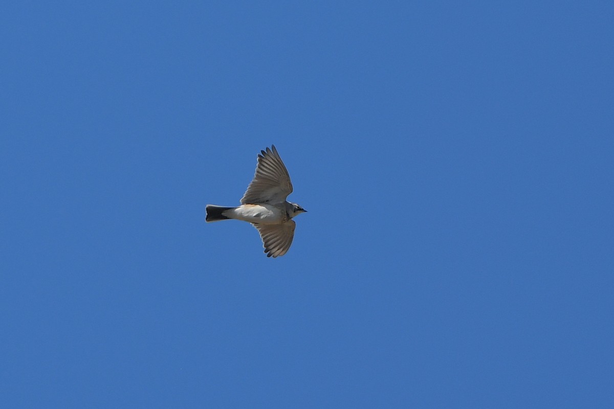 ハマヒバリ - ML644366287