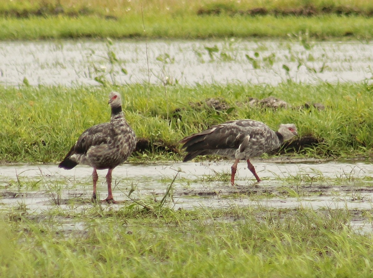 Southern Screamer - ML644366292